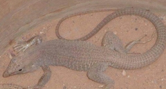 Aspidoscelis marmoratus