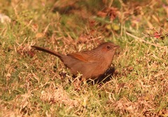 Trochalopteron lineatum