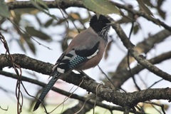 Garrulus lanceolatus