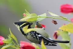 Machlolophus xanthogenys