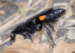 Psorthaspis brimleyi