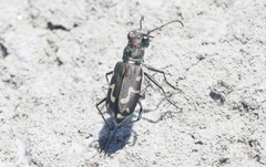 Cicindela senilis