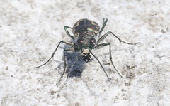 Cicindela senilis