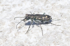 Cicindela senilis