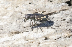 Cicindela senilis