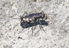 Cicindela senilis