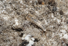 Ctenolepisma ciliatum