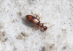 Cyclodinus franciscanus