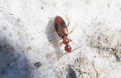 Cyclodinus franciscanus