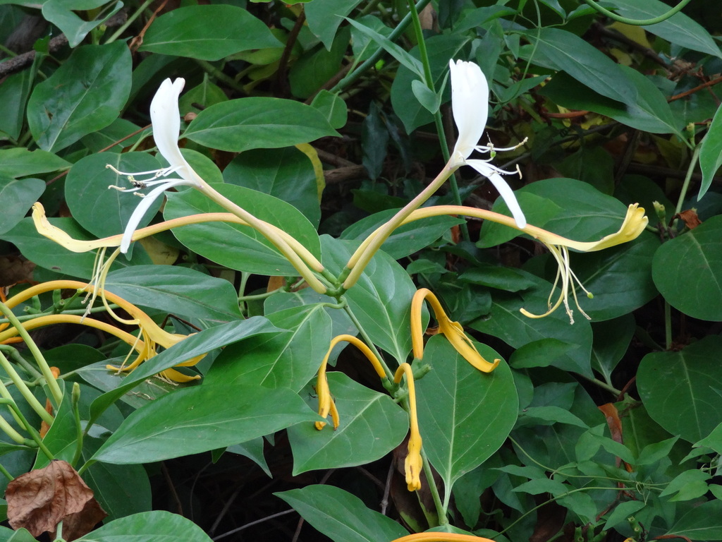 Lonicera hildebrandtiana