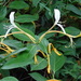 Lonicera hildebrandtiana - Photo (c) Jean-Philippe BASUYAUX, some rights reserved (CC BY-NC), uploaded by Jean-Philippe BASUYAUX