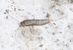 Ctenolepisma ciliatum