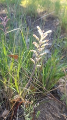 Lachenalia schlechteri