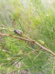 Leptinotarsa lineolata