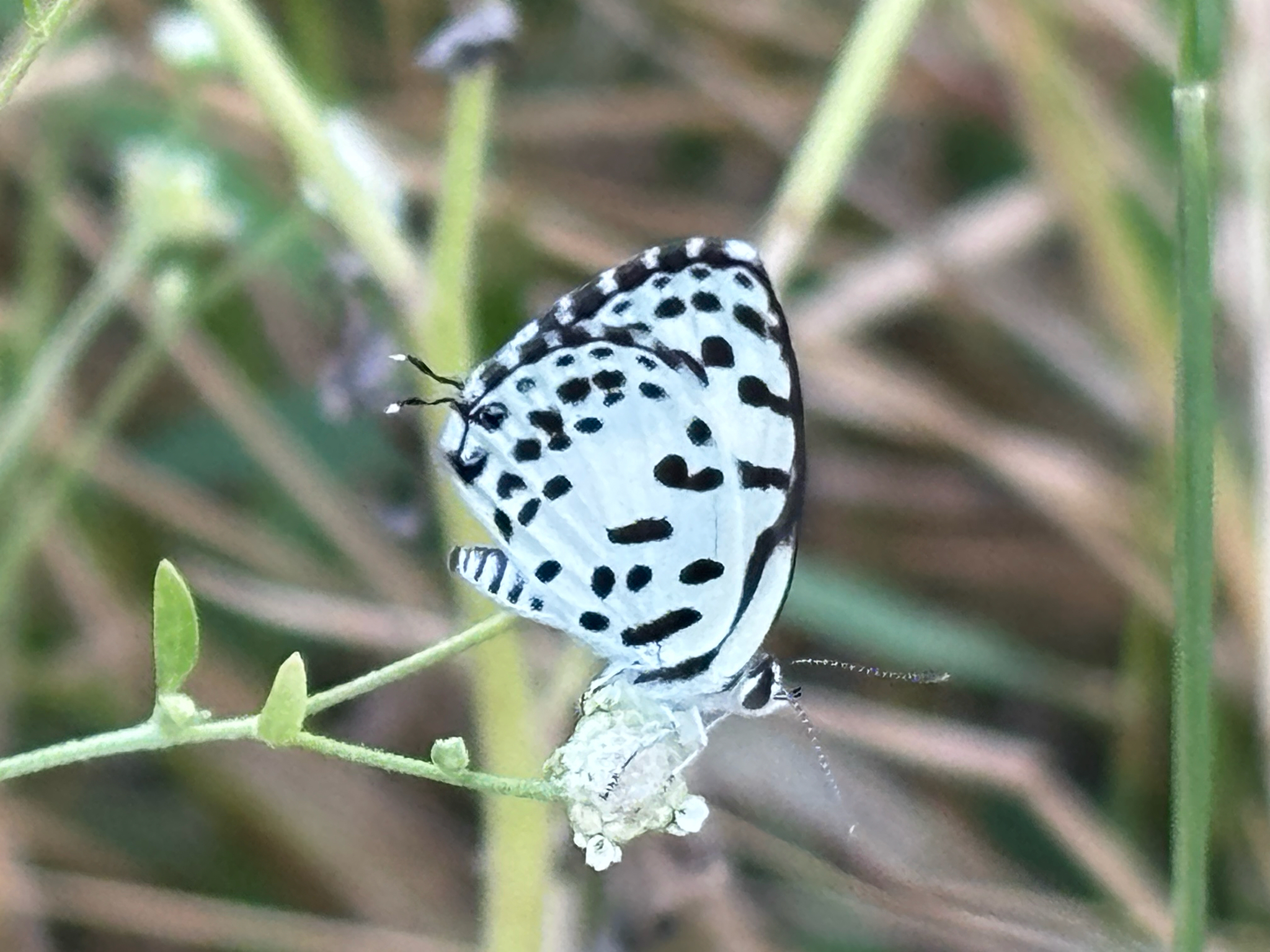 Common Pierrot