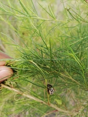 Leptinotarsa lineolata