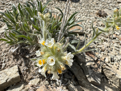 Oilshale Cryptantha (Oreocarya barnebyi)