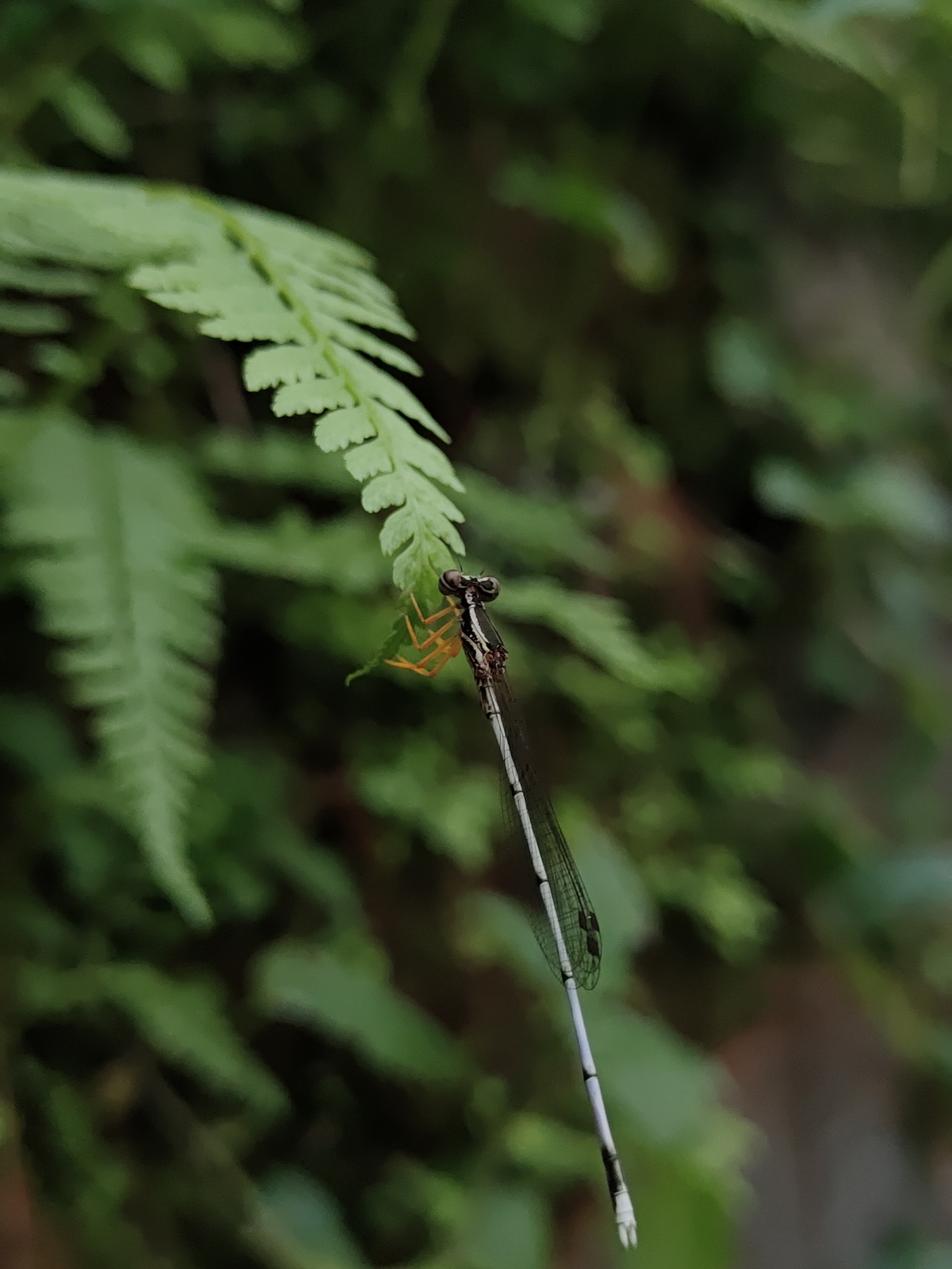 Yellow Featherleg