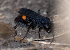 Psorthaspis brimleyi