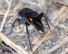 Psorthaspis brimleyi