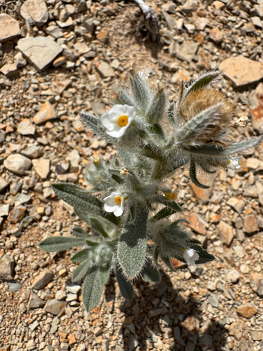 Rollins' Cryptantha (Oreocarya rollinsii)