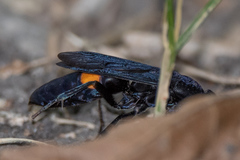 Psorthaspis brimleyi