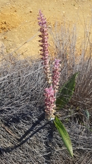 Lachenalia membranacea