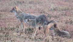 Canis aureus indicus