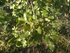 Quercus pubescens pubescens