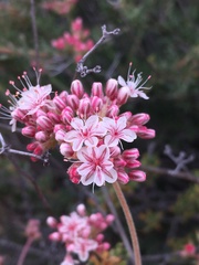 Eriogonum fasciculatum fasciculatum