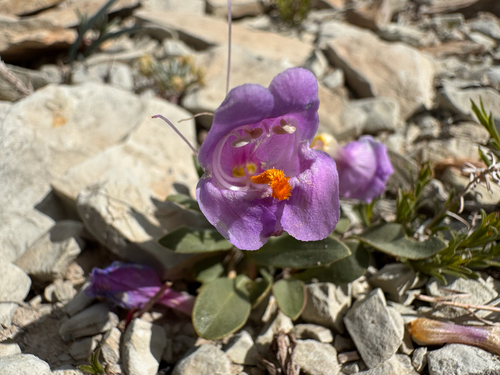 Graham's Beardtongue (Penstemon grahamii)