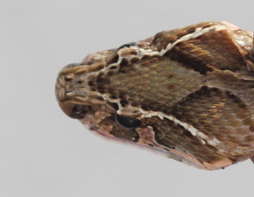 Russell's viper