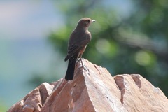 Oenanthe fusca