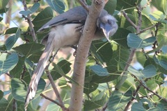 Ocyceros birostris