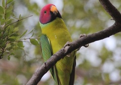 Psittacula cyanocephala