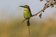 Merops orientalis