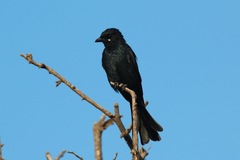 Dicrurus macrocercus