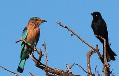 Coracias benghalensis