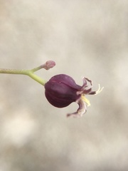 Caulanthus amplexicaulis