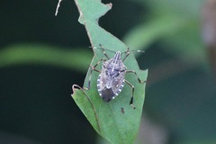 Erthesina acuminata