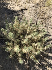 Astragalus kentrophyta