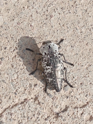 Capnodis miliaris
