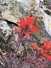 Castilleja gleasoni