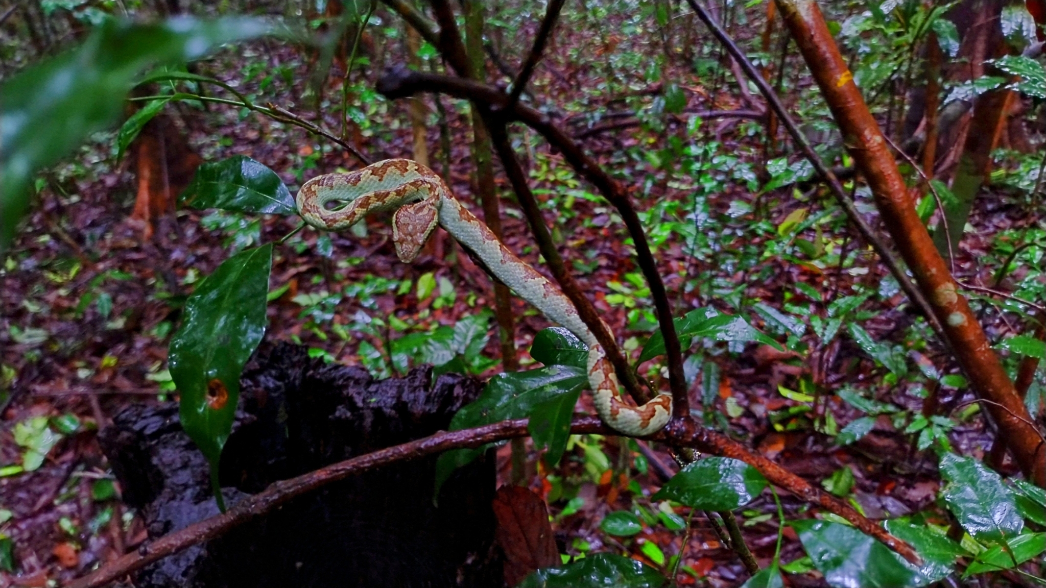 Malabar Pit Viper