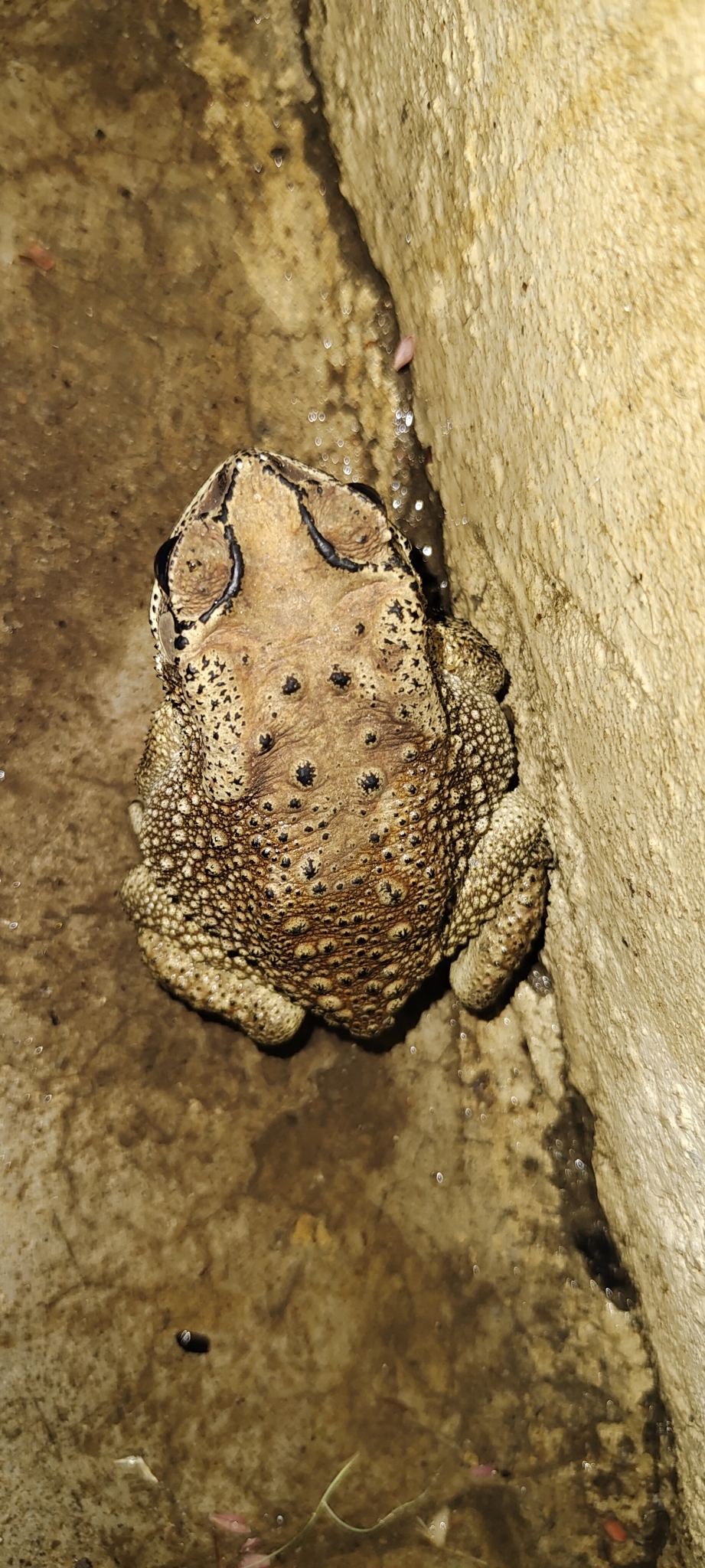 Indian Common True Toad