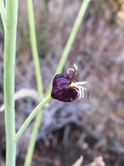 Caulanthus amplexicaulis
