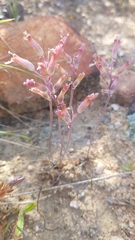 Lachenalia schlechteri