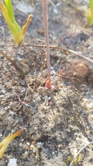 Lachenalia schlechteri