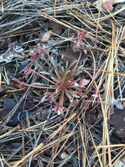 Claytonia parviflora viridis