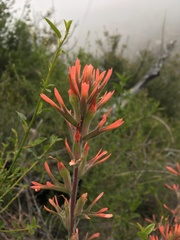 Castilleja gleasoni